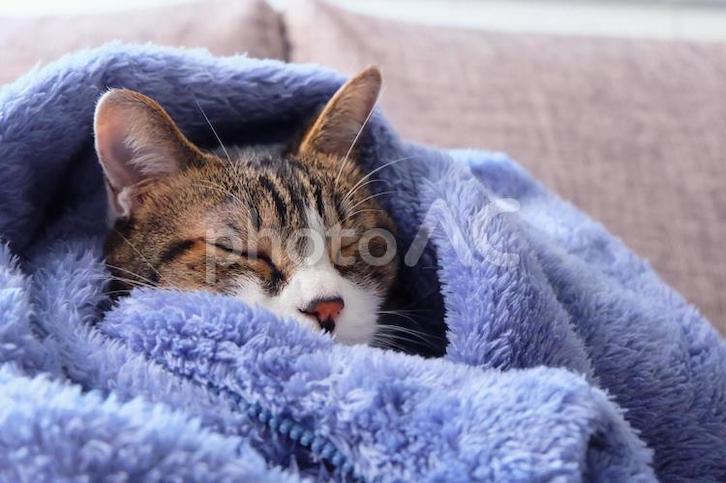 毛布に包まれる猫ちゃんの画像にウォーターマークがついている